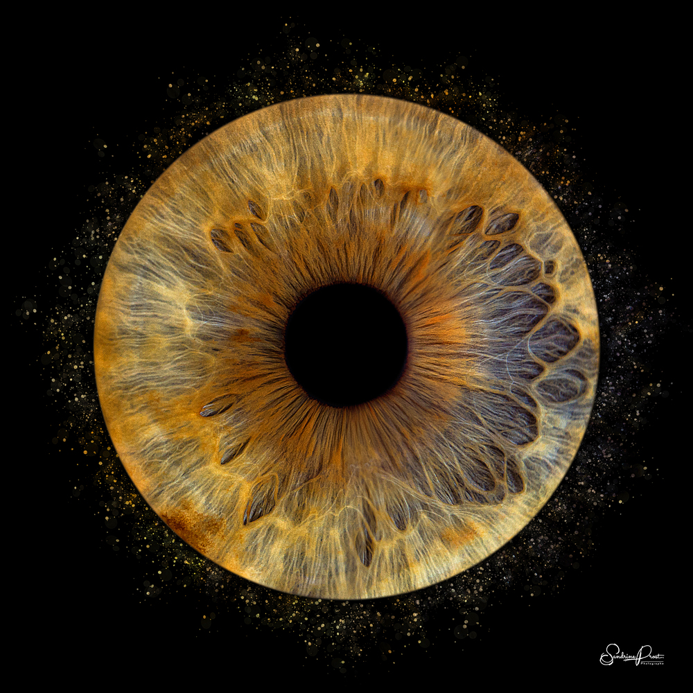 Découvrez les nuances de couleurs de votre iris grâce à l'expertise de Sandrine Prost Photographe en Haute-Savoie